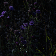 item #065_WLD_