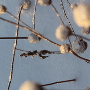 item #Still_Life-02_3416